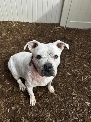 A senior large-sized female Pit Bull Terrier dog named Roxie for adoption in Westland, MI