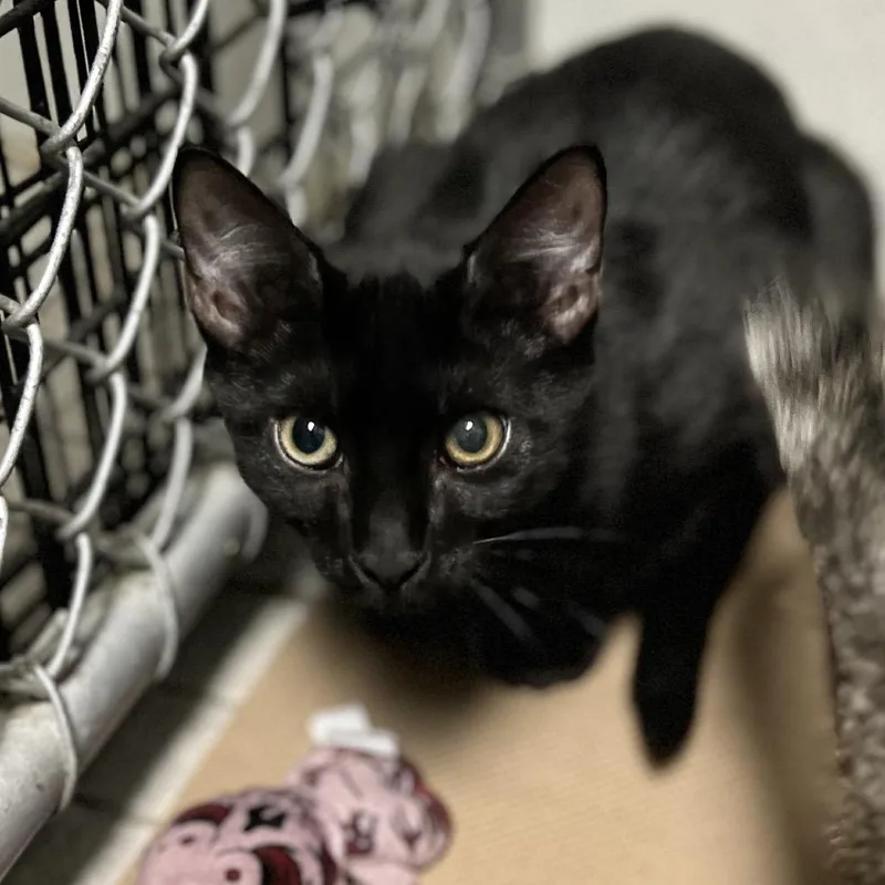 A baby medium-sized male Black Domestic Short Hair cat named Beanie for adoption in Wantagh, NY
