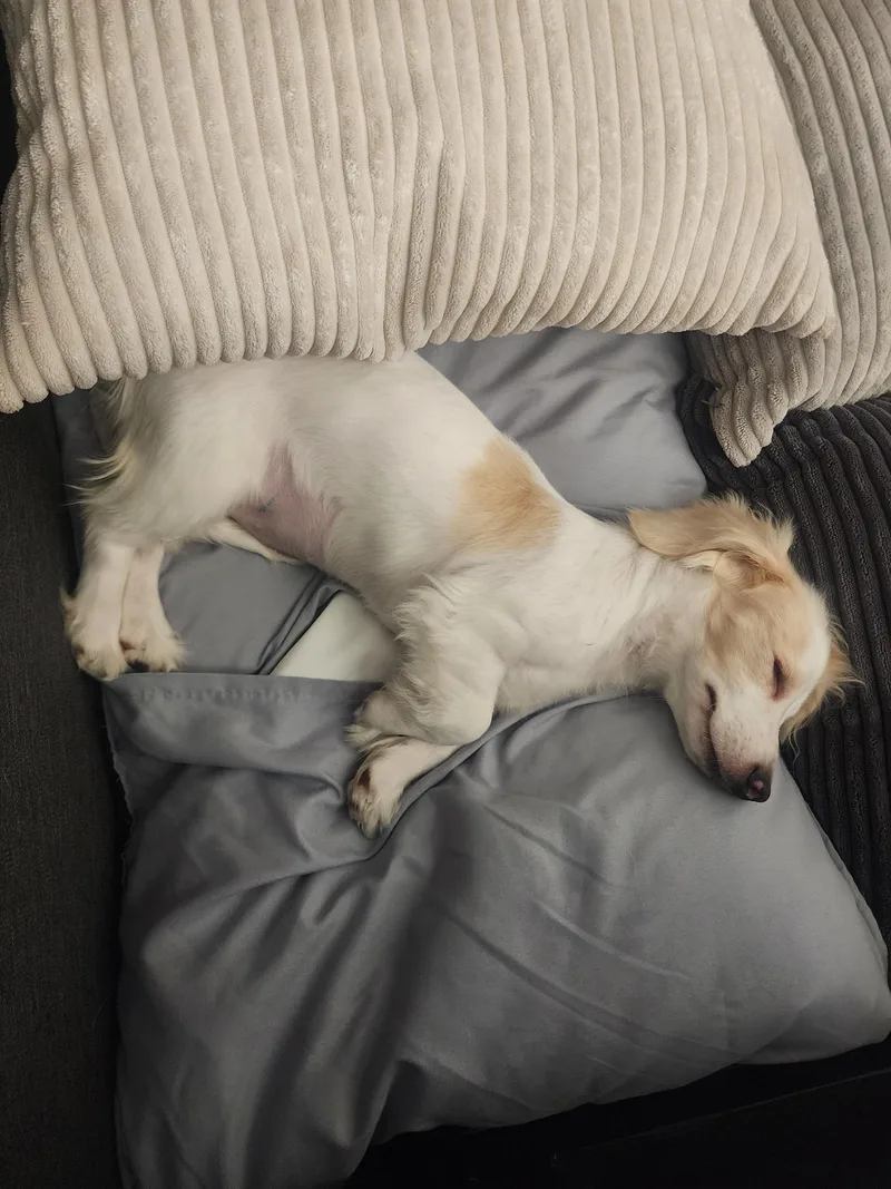 A young small-sized female White / Cream Dachshund dog named Flower for adoption in Maumee, OH