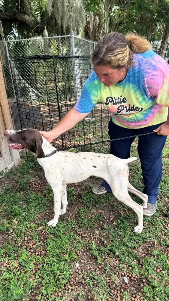 An adult medium-sized female Tricolor (Brown, Black, & White) Pointer dog named Nisha for adoption in Lakeland, FL