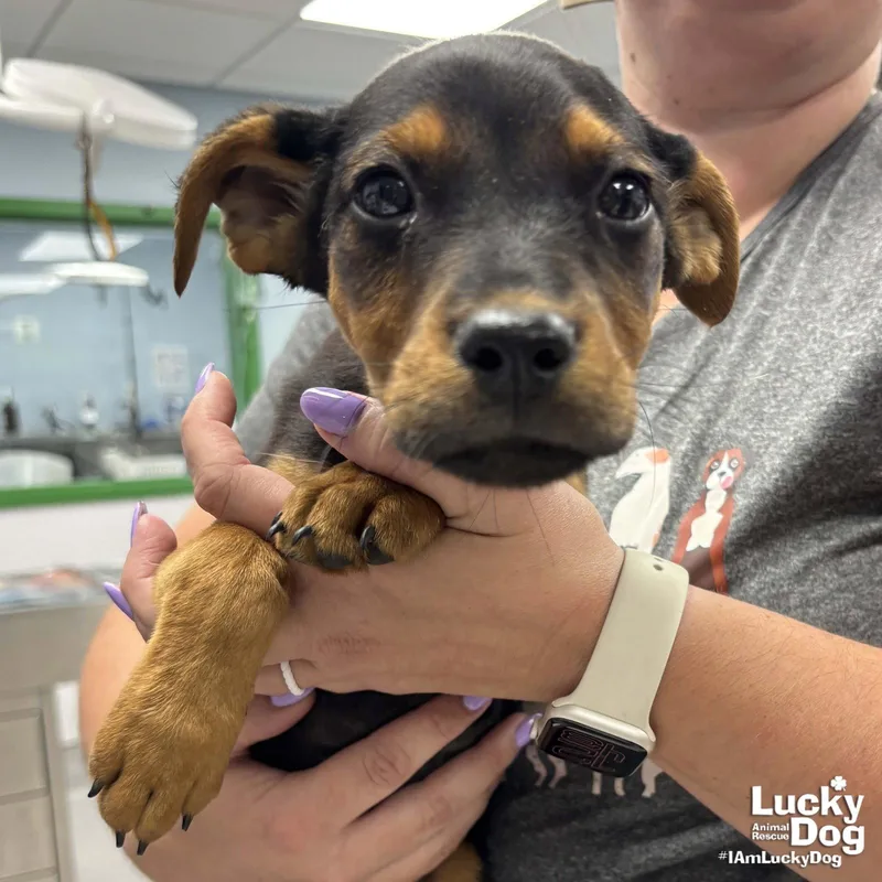 A baby large-sized female Shepherd dog named Aurora for adoption in Washington, DC