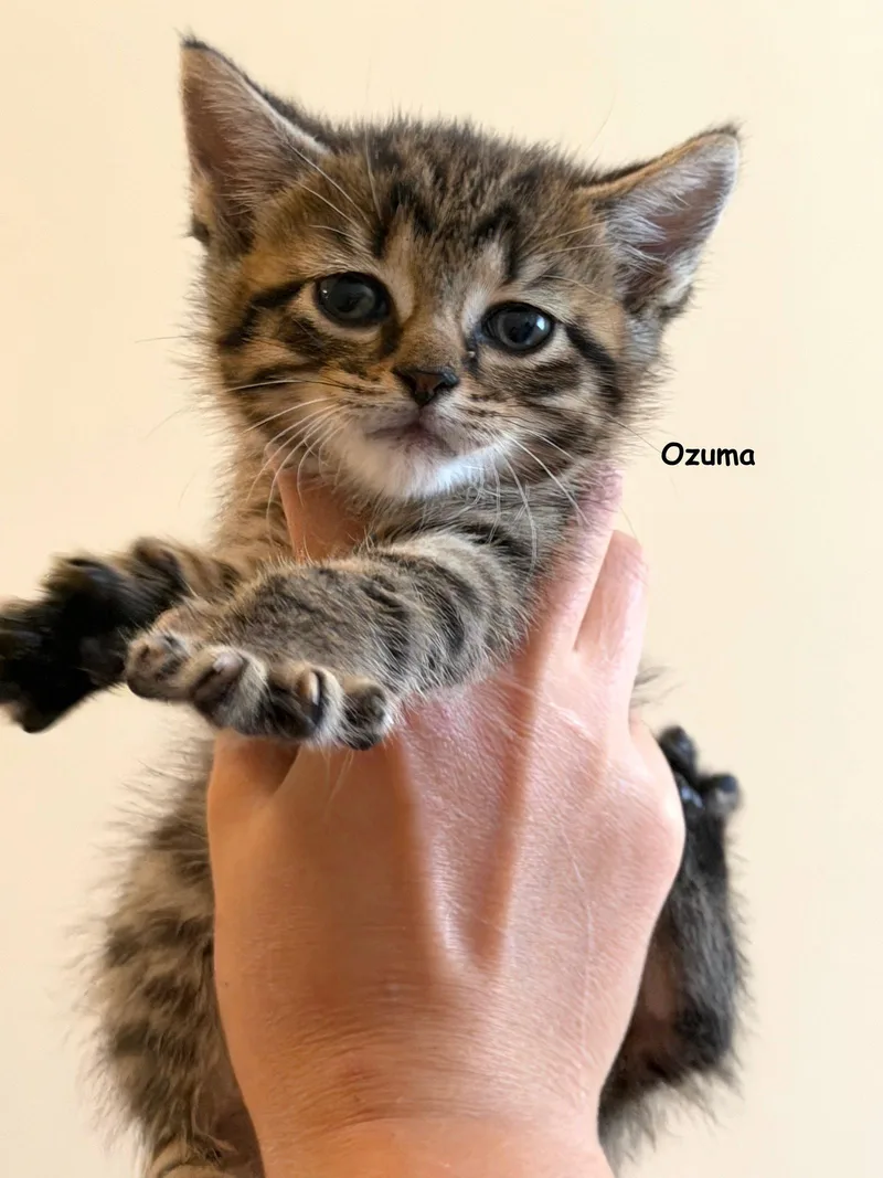 A baby medium-sized male Tabby cat named Ozuma for adoption in Buford, GA