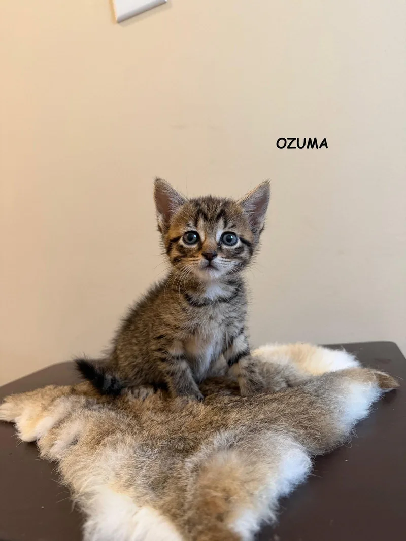 Ozuma thumbnail 2