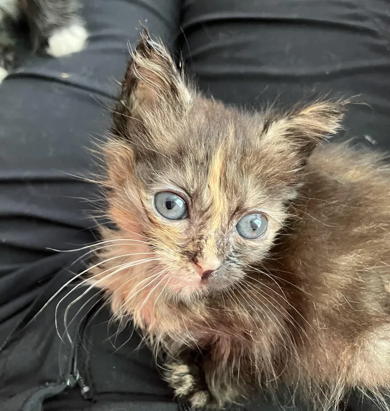 A baby small-sized female Tortoiseshell cat named Hope for adoption in Woodbridge, VA