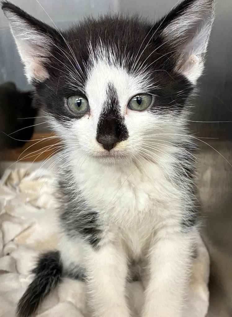 A baby small-sized male Domestic Short Hair cat named Clyde for adoption in Hartsville, SC