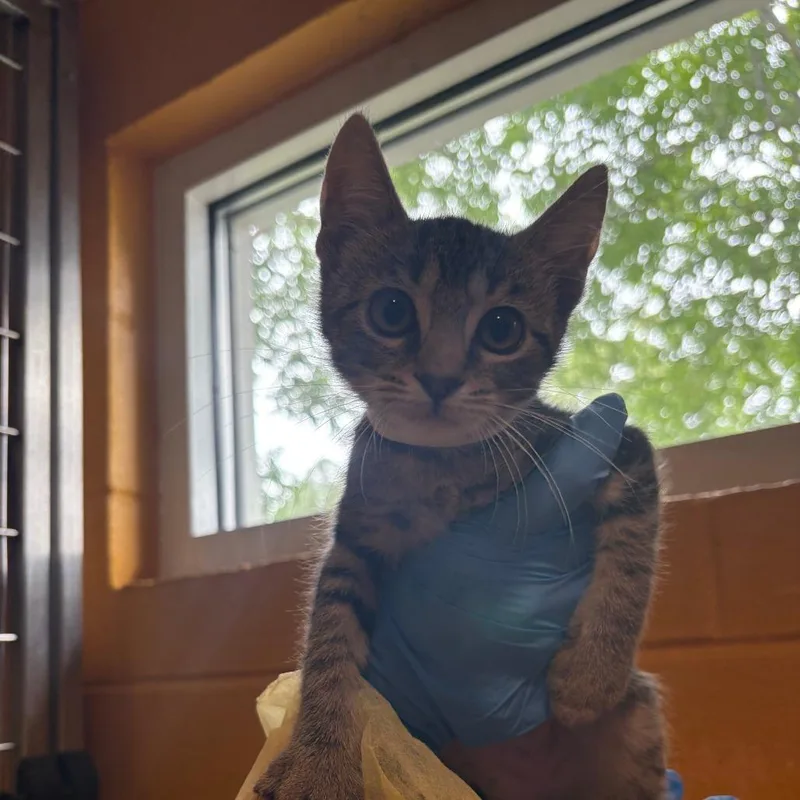 A baby small-sized female Black Domestic Short Hair cat named Luna for adoption in Chesapeake, VA