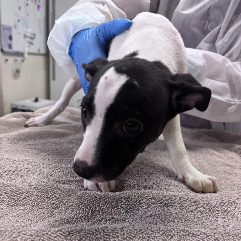 A baby small-sized female Black Mixed Breed dog named Evaporated Milk for adoption in Asheville, NC