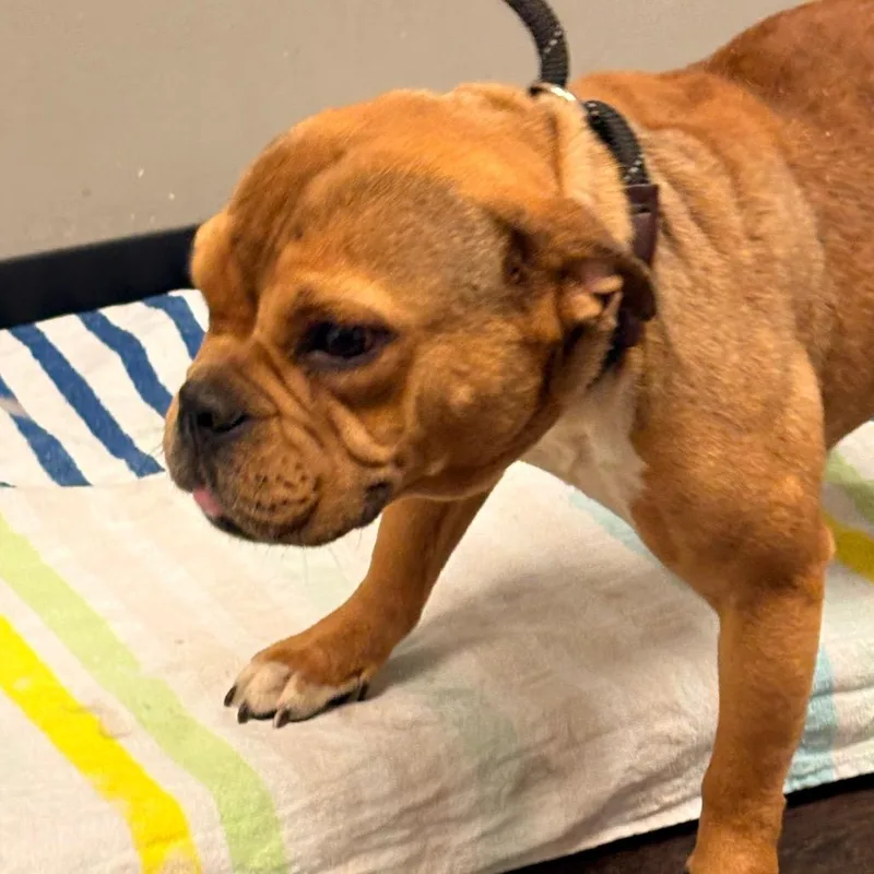 An adult small-sized female English Bulldog dog named Maybelle Blair for adoption in St. Louis, MO