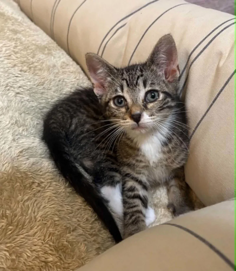 A baby small-sized male Tabby cat named Cheif C Grace for adoption in Saunderstown, RI