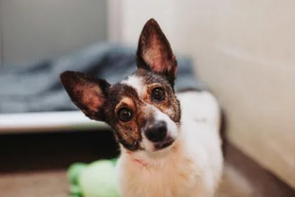 An adult small-sized female Terrier dog named A Meadow for adoption in North Charleston, SC