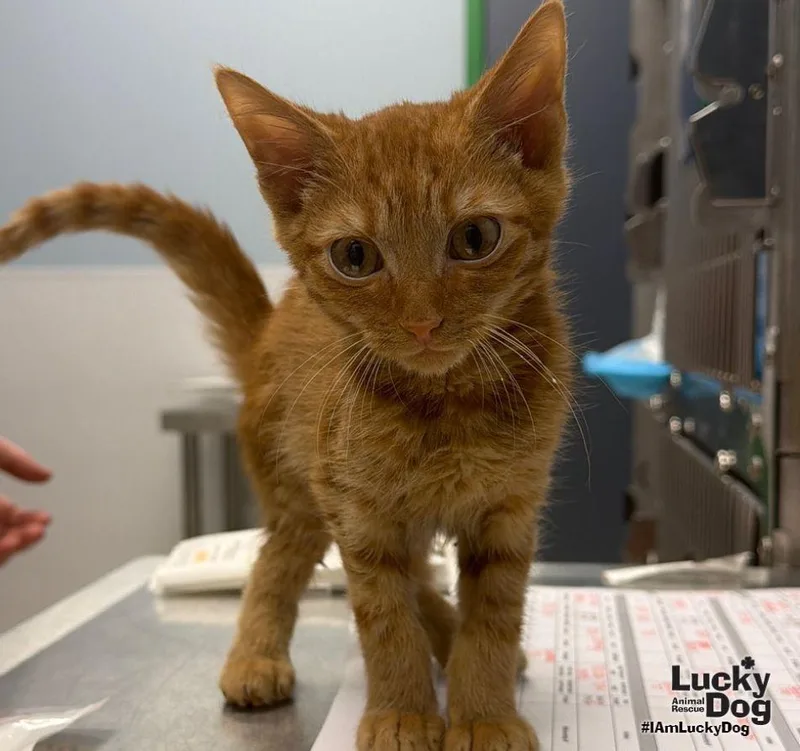 Dwight