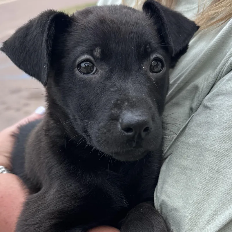 A young medium-sized female Black Labrador Retriever dog named Bubbles for adoption in Water Valley, MS