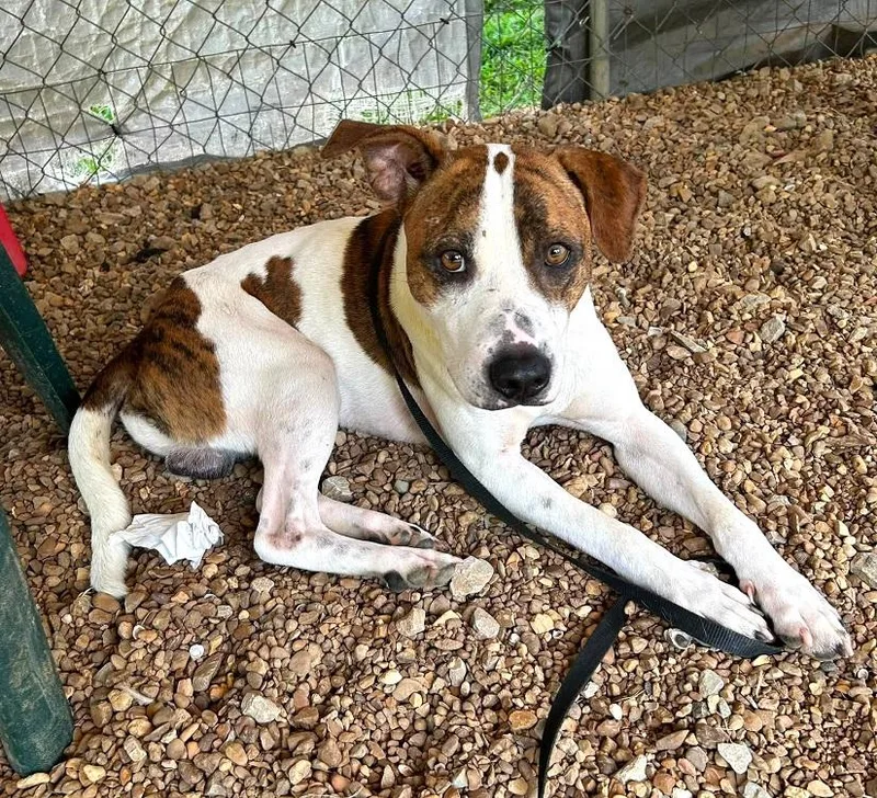 An adult medium-sized male White / Cream Hound dog named Leo for adoption in Pegram, TN