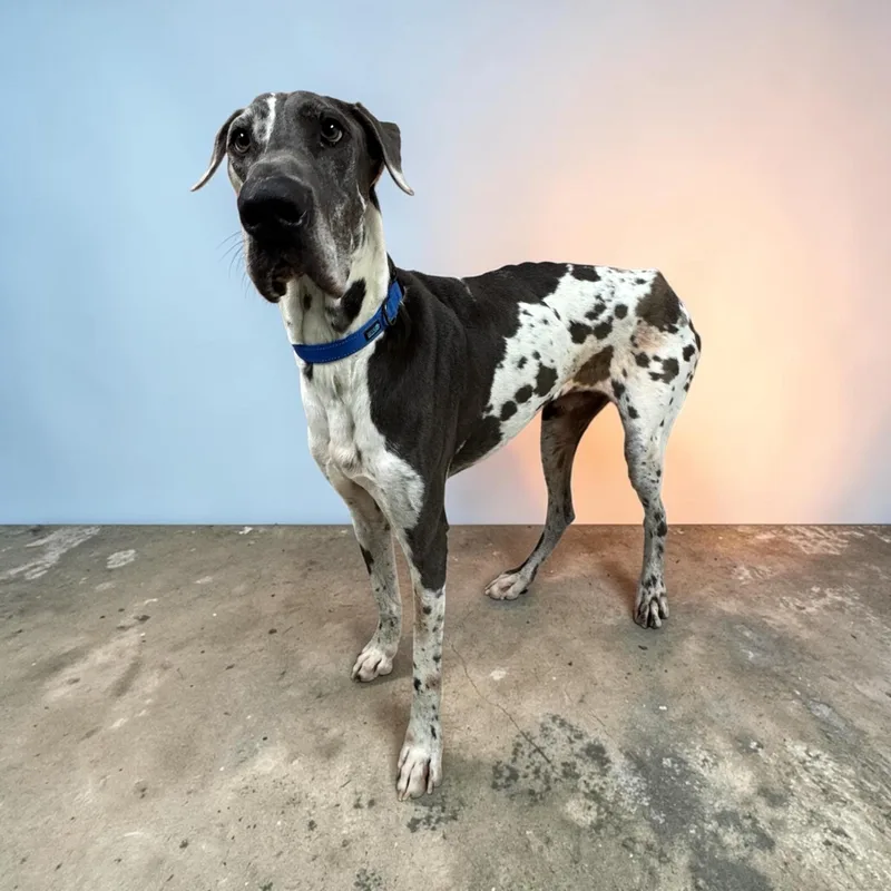 An adult extra large-sized male Gray / Blue / Silver Great Dane dog named Littlefoot for adoption in Kenedy, TX