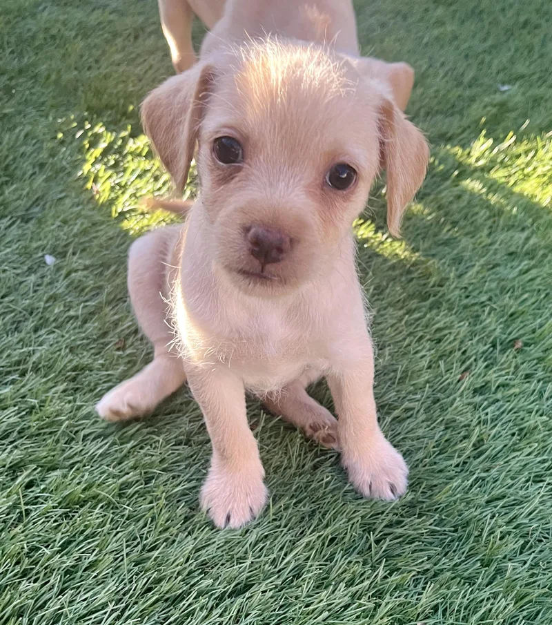 A baby small-sized female Terrier dog named Allie for adoption in El Cajon, CA