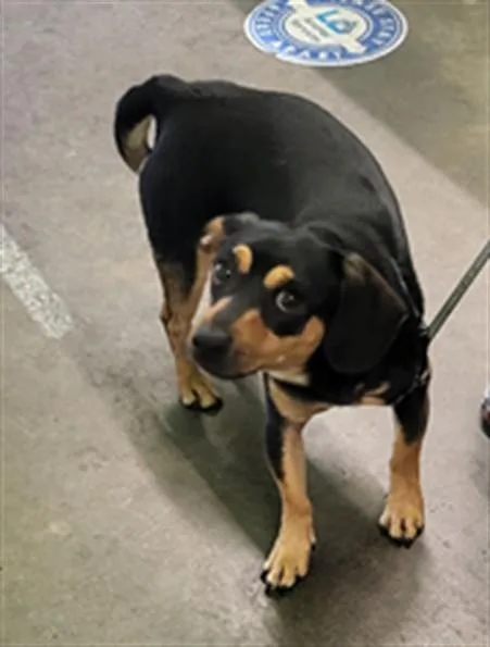 A young small-sized male Dachshund dog named Toby for adoption in Los Angeles, CA