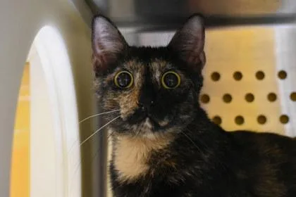 An adult large-sized female Domestic Short Hair cat named Estella for adoption in Kansas City, MO