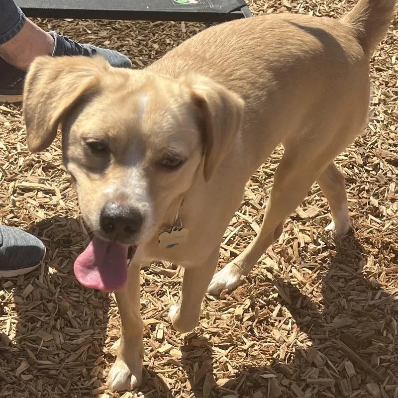 A young medium-sized male Apricot / Beige Labrador Retriever dog named Murphy for adoption in Abington, PA