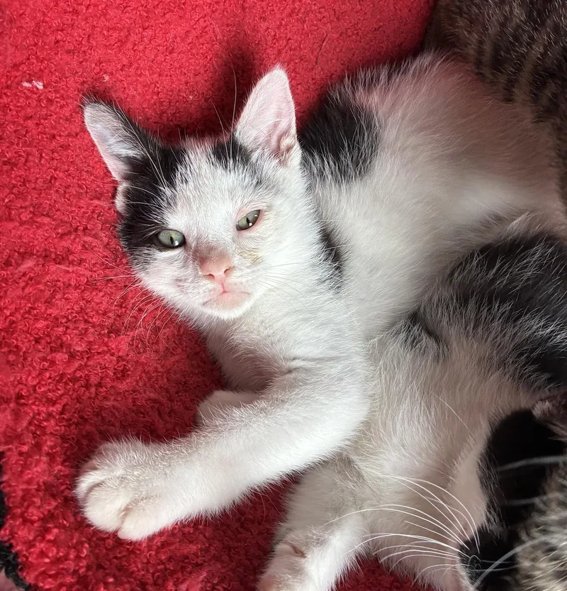 A baby small-sized female Domestic Short Hair cat named Smeckles for adoption in Bayonne, NJ