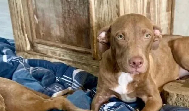 A baby medium-sized male Brown / Chocolate Pit Bull Terrier dog named Dusty for adoption in Wenonah, NJ