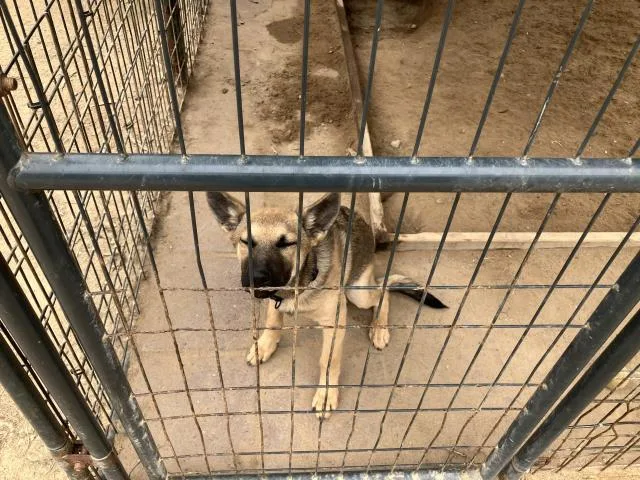 A baby small-sized female German Shepherd Dog dog named Dakota for adoption in Santa Maria, CA