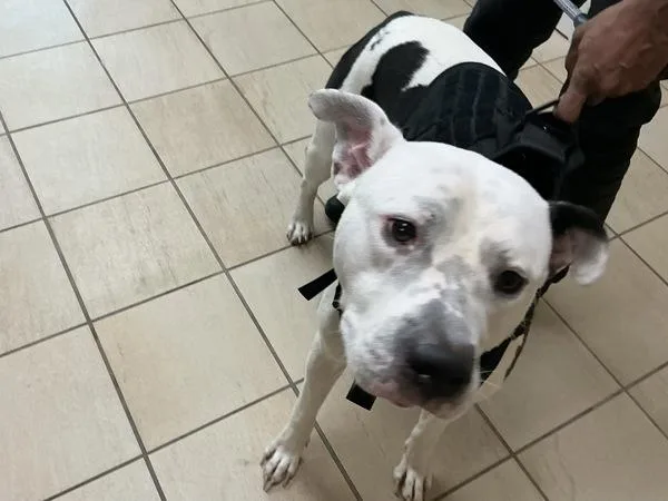 An adult large-sized male Pit Bull Terrier dog named Marley for adoption in Virginia Beach, VA