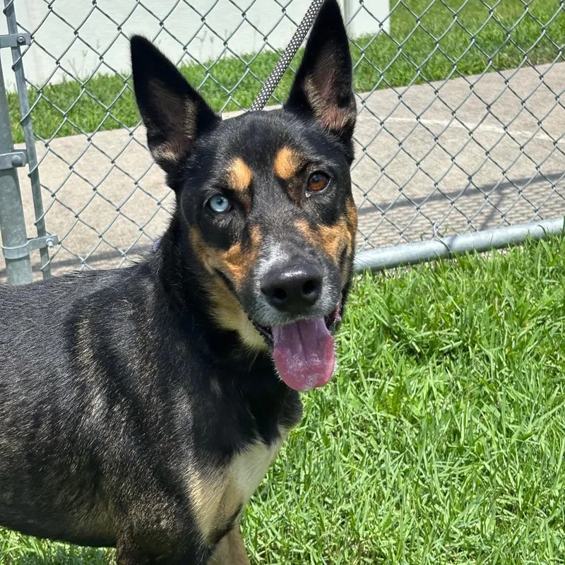 An adult medium-sized male Brown / Chocolate Siberian Husky dog named Judge for adoption in League City, TX