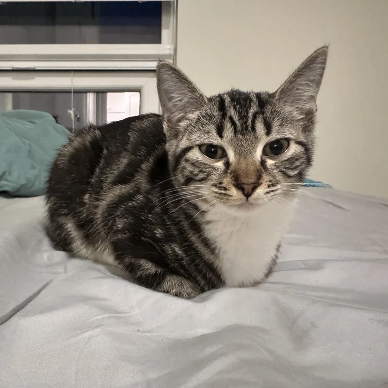 A baby small-sized female Black Domestic Short Hair cat named Nantucket for adoption in Richmond, VA