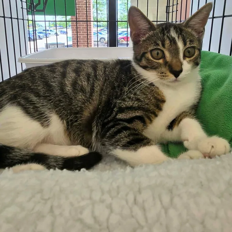 A baby medium-sized male Tabby (Brown / Chocolate) Tabby cat named Niko for adoption in Fairborn, OH