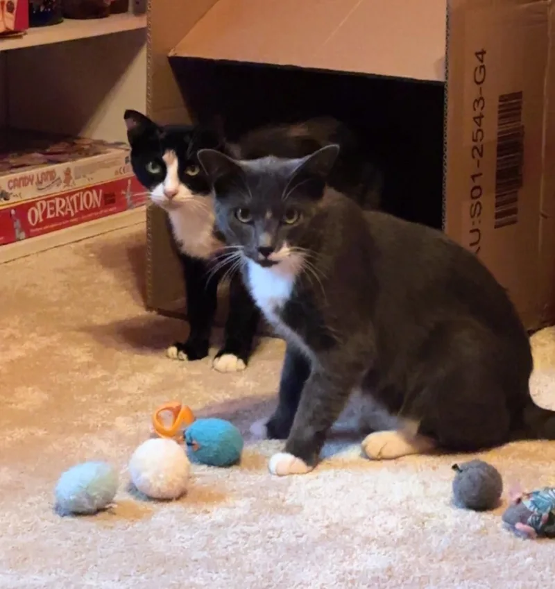 An adult medium-sized male Gray & White Domestic Short Hair cat named Grayson for adoption in Pearland, TX