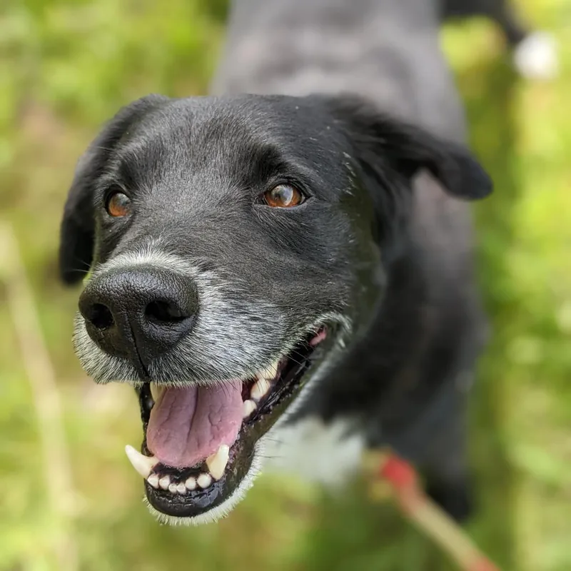 A senior medium-sized male Black Mixed Breed dog named Myles for adoption in East Smithfield , PA