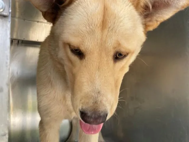 A young large-sized male Carolina Dog dog named Zorro for adoption in Garland, TX