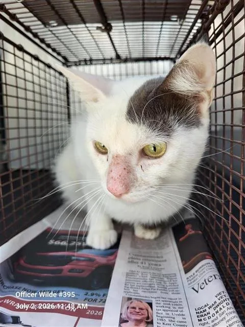 A young small-sized male Domestic Short Hair cat named Cloud for adoption in San Antonio, TX