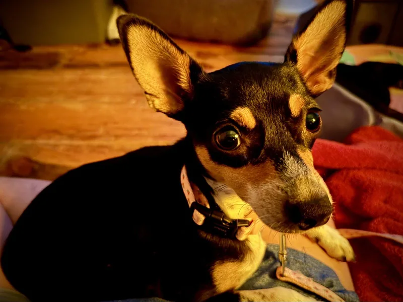 An adult small-sized female Rat Terrier dog named Cira for adoption in Holly Springs, NC