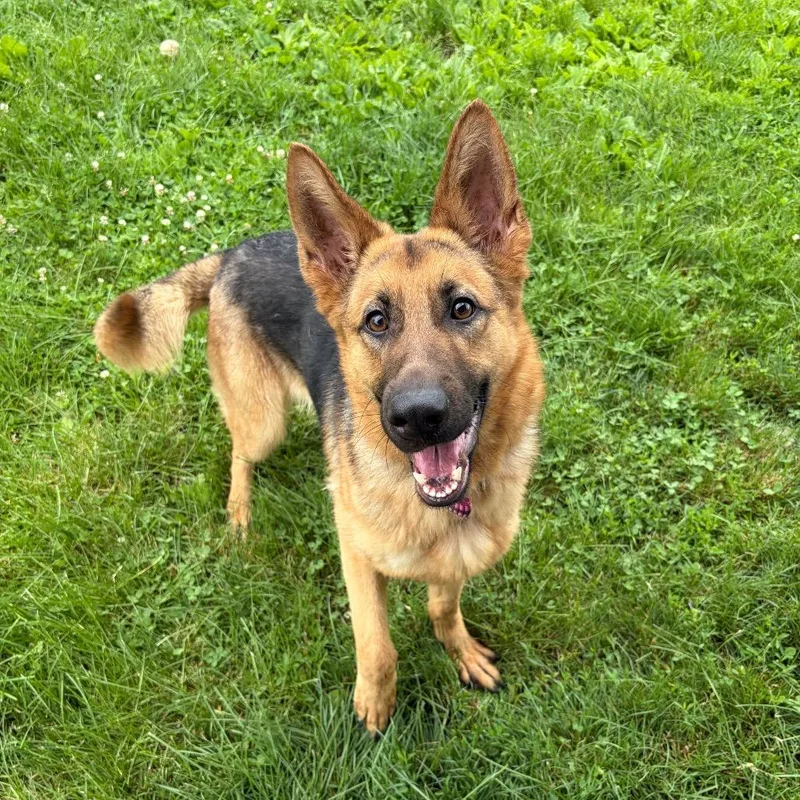 An adult medium-sized female Yellow / Tan / Blond / Fawn German Shepherd Dog dog named Aether for adoption in Binghamton, NY