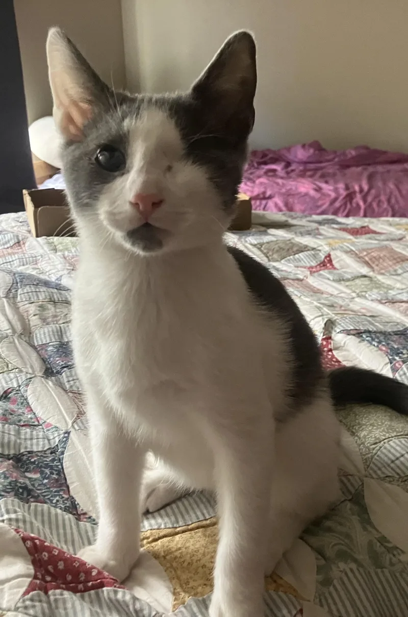 A baby medium-sized male Gray & White Domestic Short Hair cat named James Moriarty for adoption in Hillsboro, OR