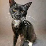 An adult medium-sized male Black Domestic Short Hair cat named Joey for adoption in Portsmouth, OH