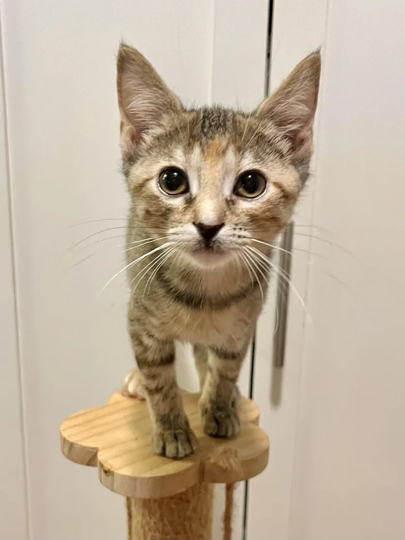 A baby medium-sized female Tabby (Brown / Chocolate) Domestic Short Hair cat named Collette for adoption in Mount Juliet, TN