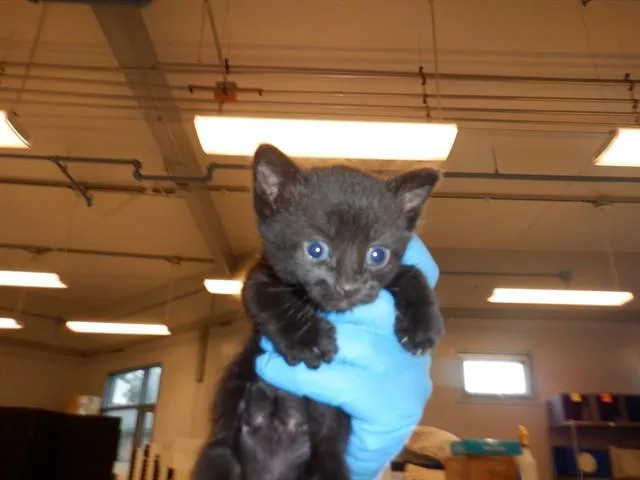A baby small-sized male Domestic Short Hair cat named Serrano for adoption in San Jose, CA