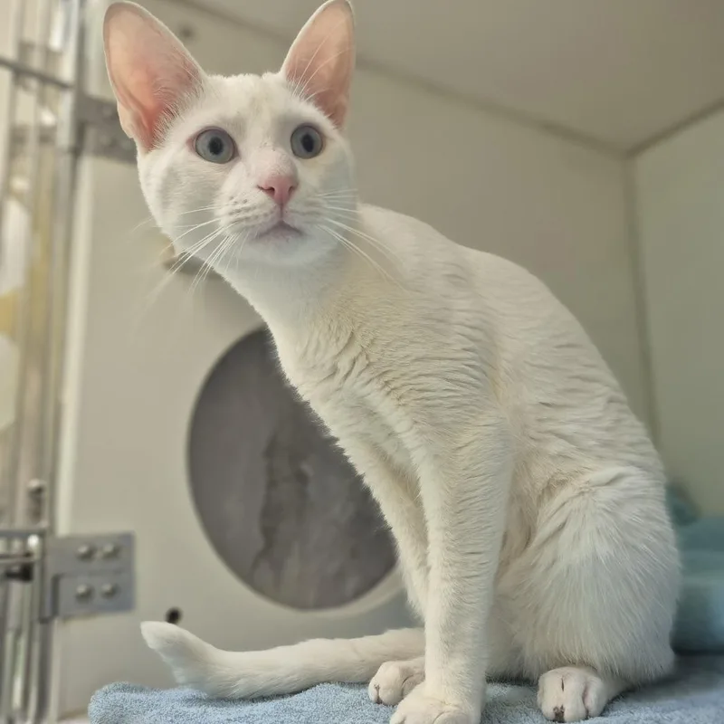 A young medium-sized male White Domestic Short Hair cat named Ocean for adoption in Newark, NJ
