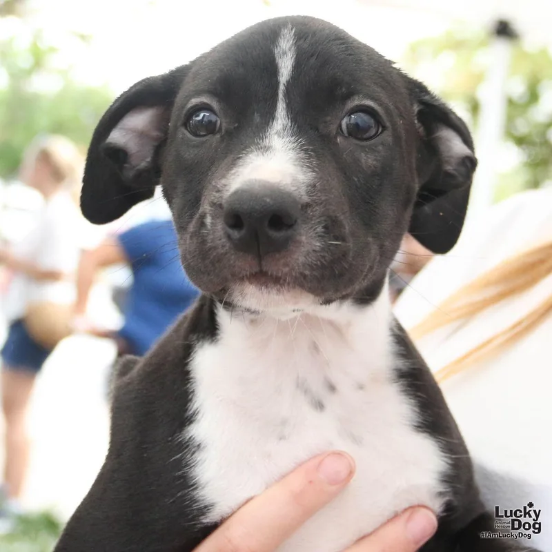 A baby large-sized female Labrador Retriever dog named Sugar for adoption in Washington, DC