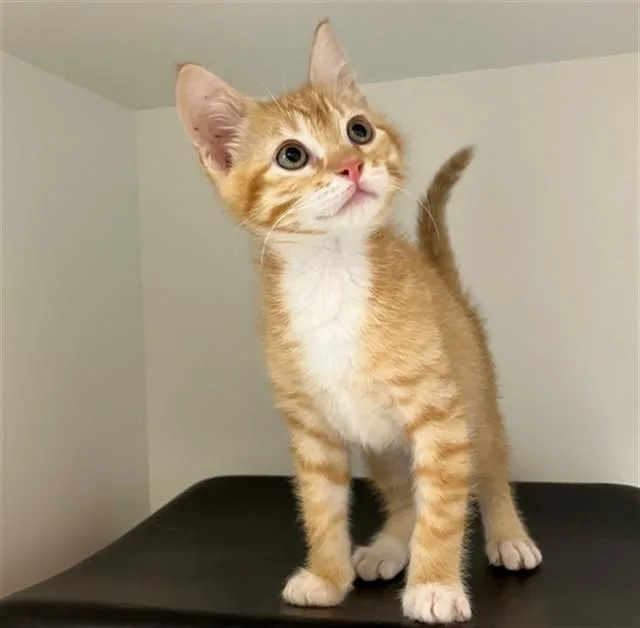 A baby small-sized male Domestic Short Hair cat named Frito for adoption in San Luis Obispo, CA