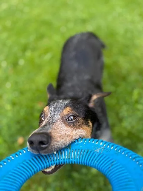 A young medium-sized female Terrier dog named Willowbee for adoption in Wintersville, OH