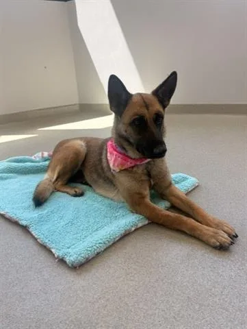 A young large-sized female Belgian Shepherd / Malinois dog named Brenda for adoption in San Martin, CA