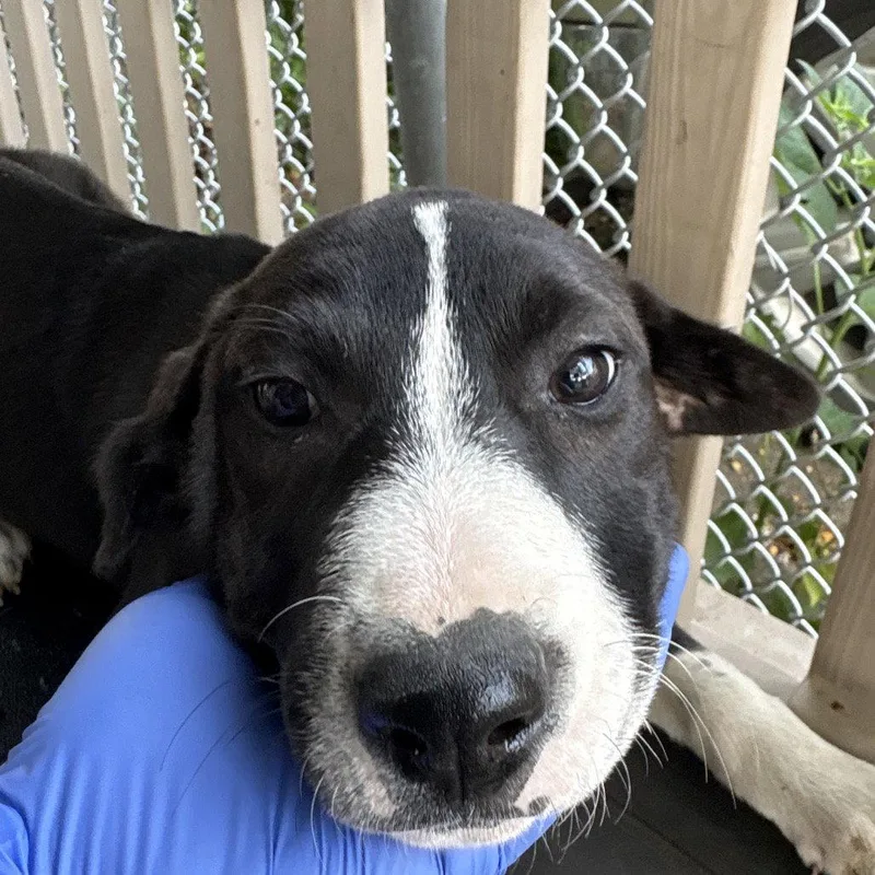 A baby medium-sized female Terrier dog named Whiskey for adoption in Dallas, TX