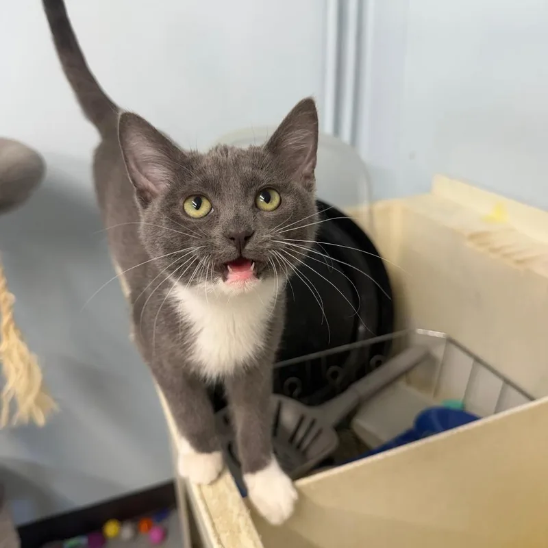 A baby medium-sized male Gray / Blue / Silver Domestic Short Hair cat named Akumal for adoption in Pontiac, IL