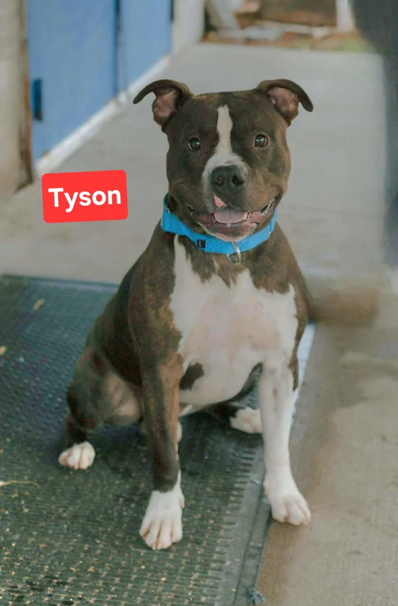 Tyson