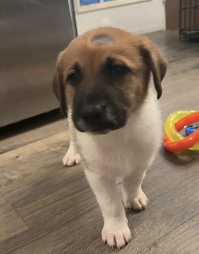 A baby small-sized female Tricolor (Brown, Black, & White) Great Pyrenees dog named Star for adoption in Wendell, NC