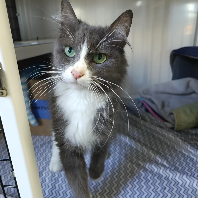 An adult medium-sized female Gray & White Domestic Medium Hair cat named Gracie for adoption in Oconto, WI