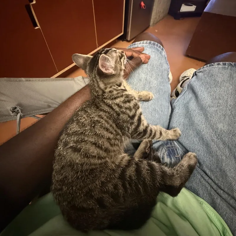 A baby small-sized female Gray / Blue / Silver Domestic Short Hair cat named Frankie Chino Hills for adoption in Chino Hills, CA
